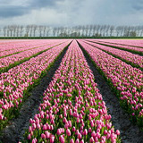 Flowering tulip fields in Zeeland